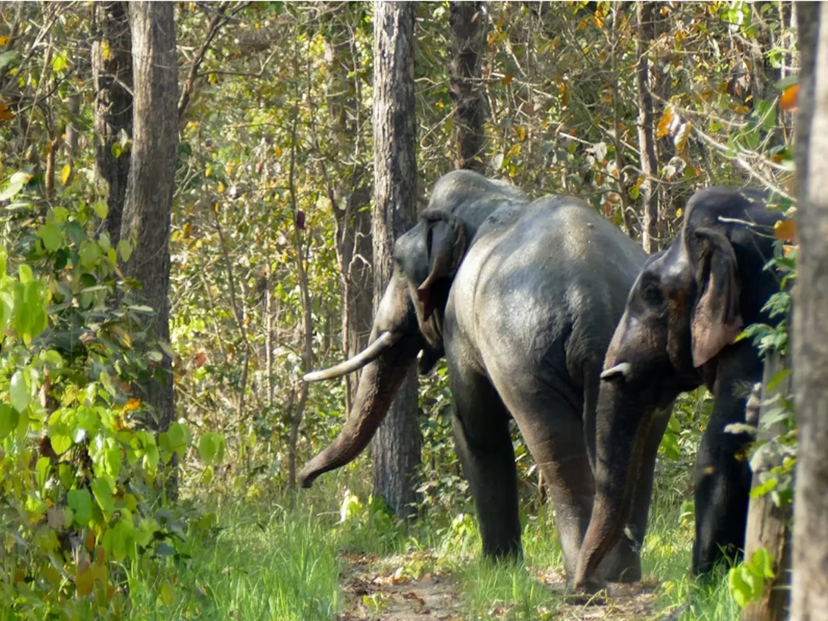 3 Nights and 4 Days Bardiya National Park Tour