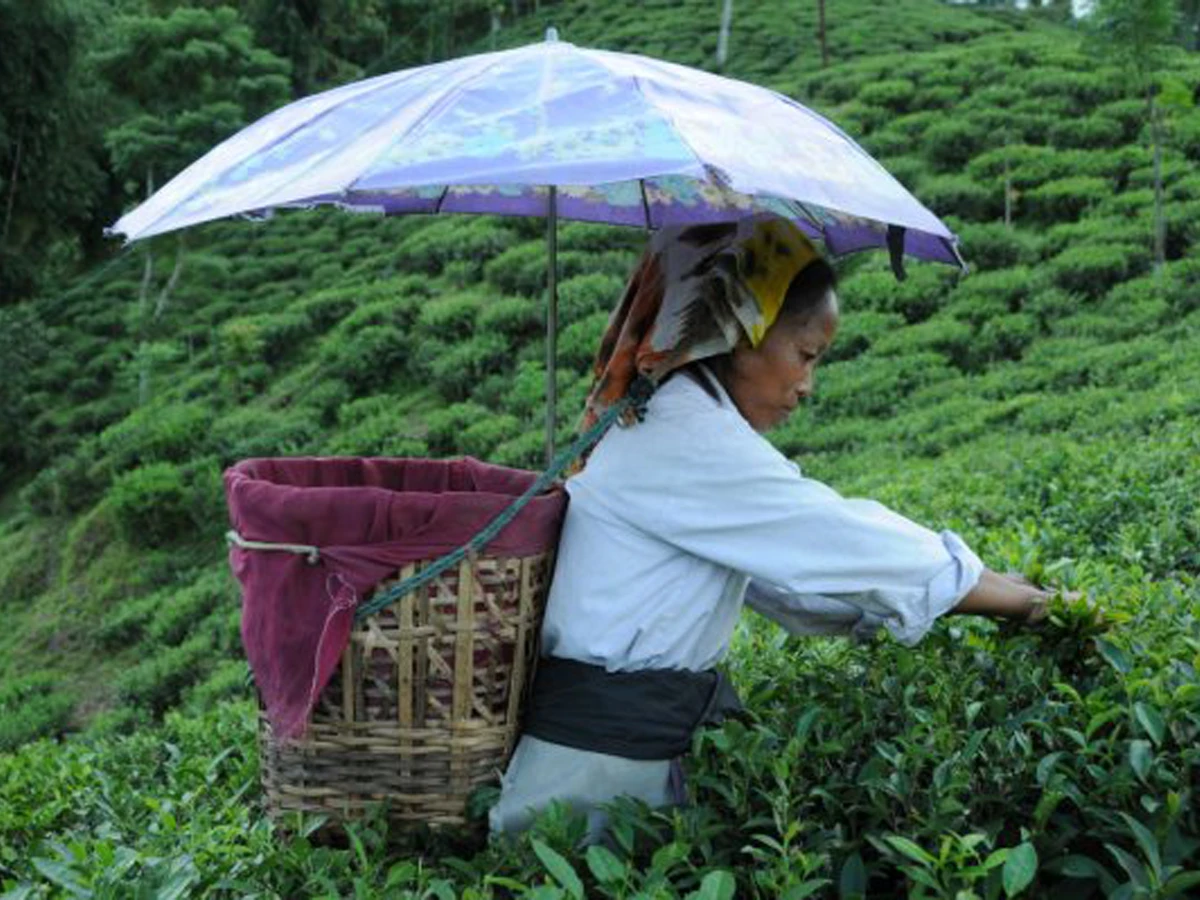 Darjeeling Sikkim Tour from Nepal
