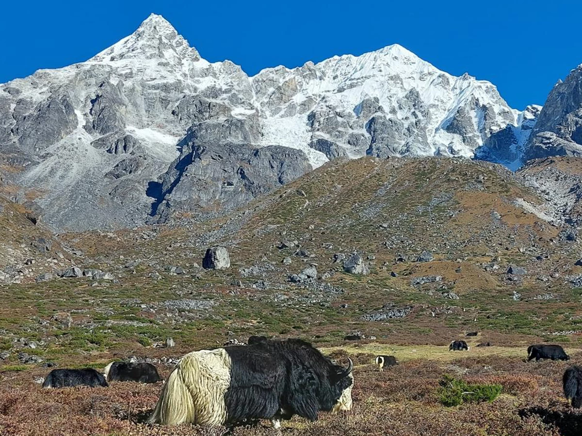 Kanchenjunga North Base Camp Trek