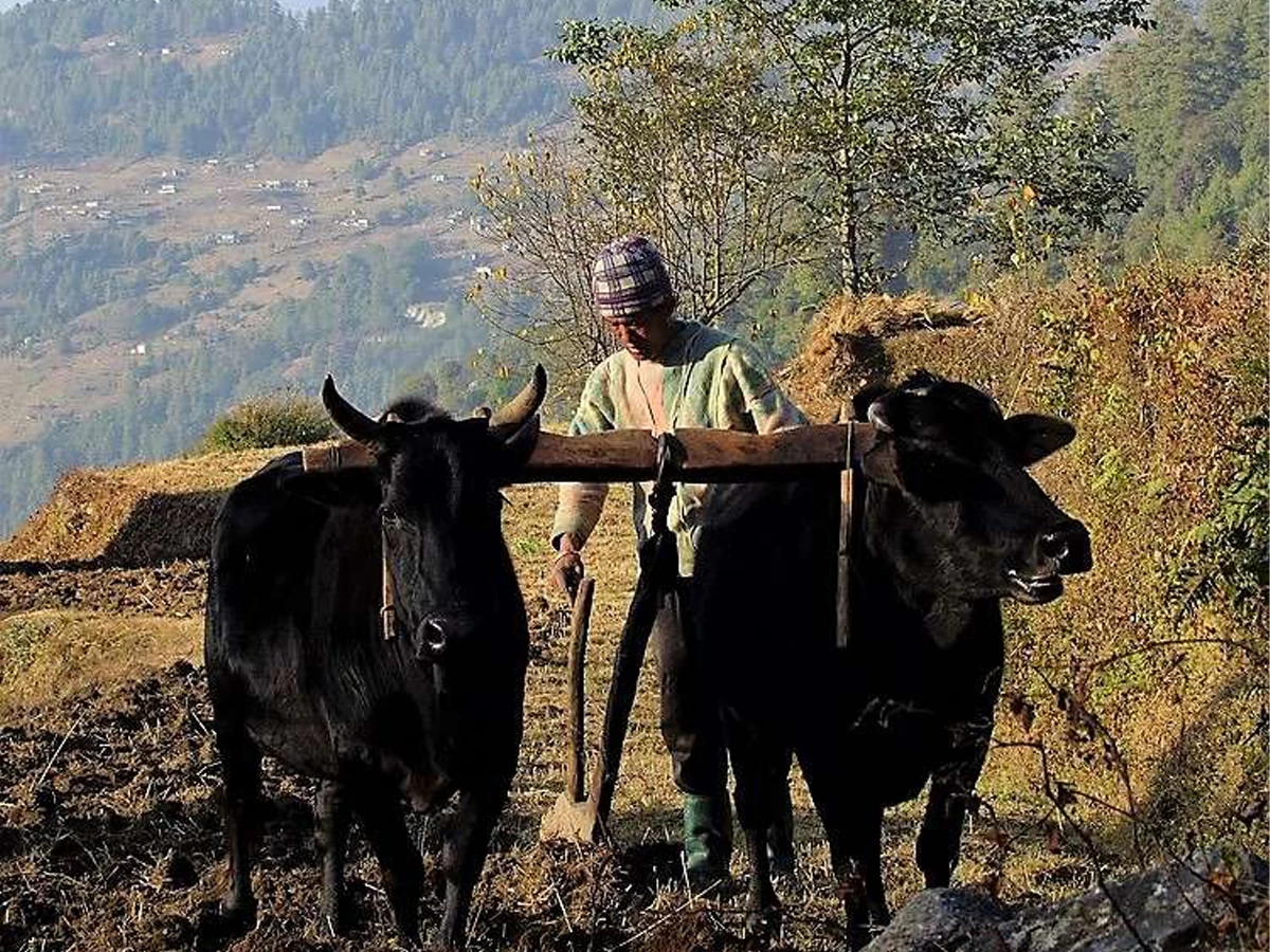 Khopra Danda Trek - 13 Days