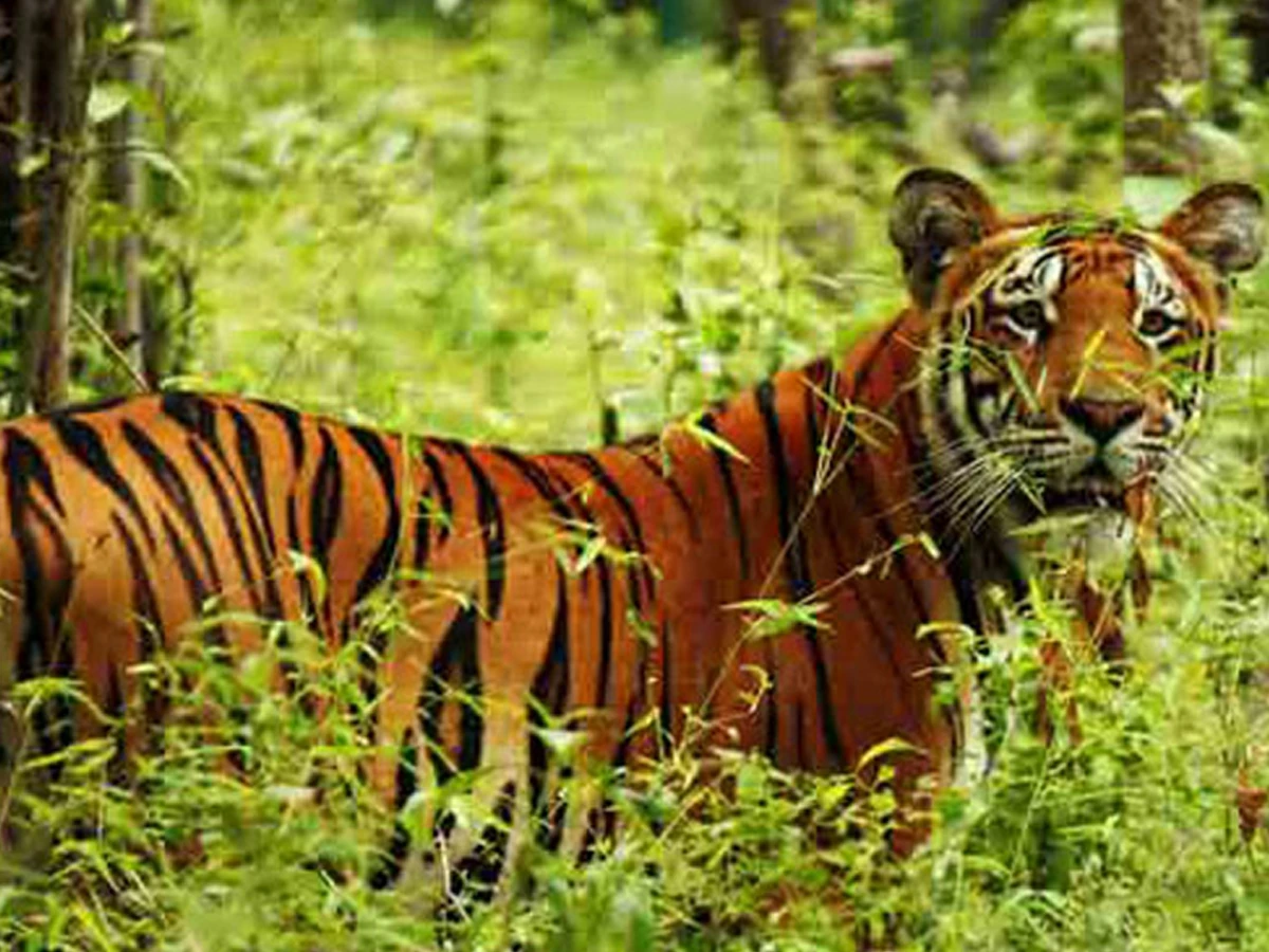 3 Nights 4 Days Chitwan National Park Tour