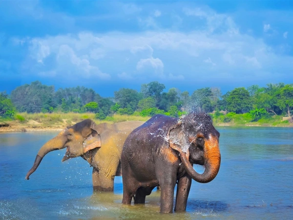 . chitwan safari