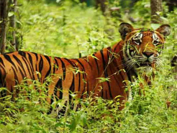 . royal bengal tiger chitwan