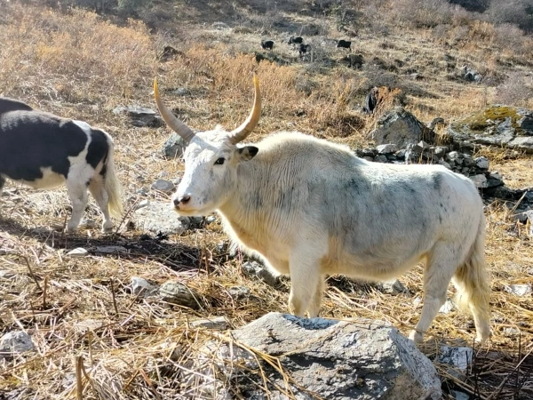 Lapchi trekking in nepal