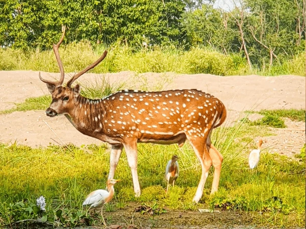 Wild safari in chitwan