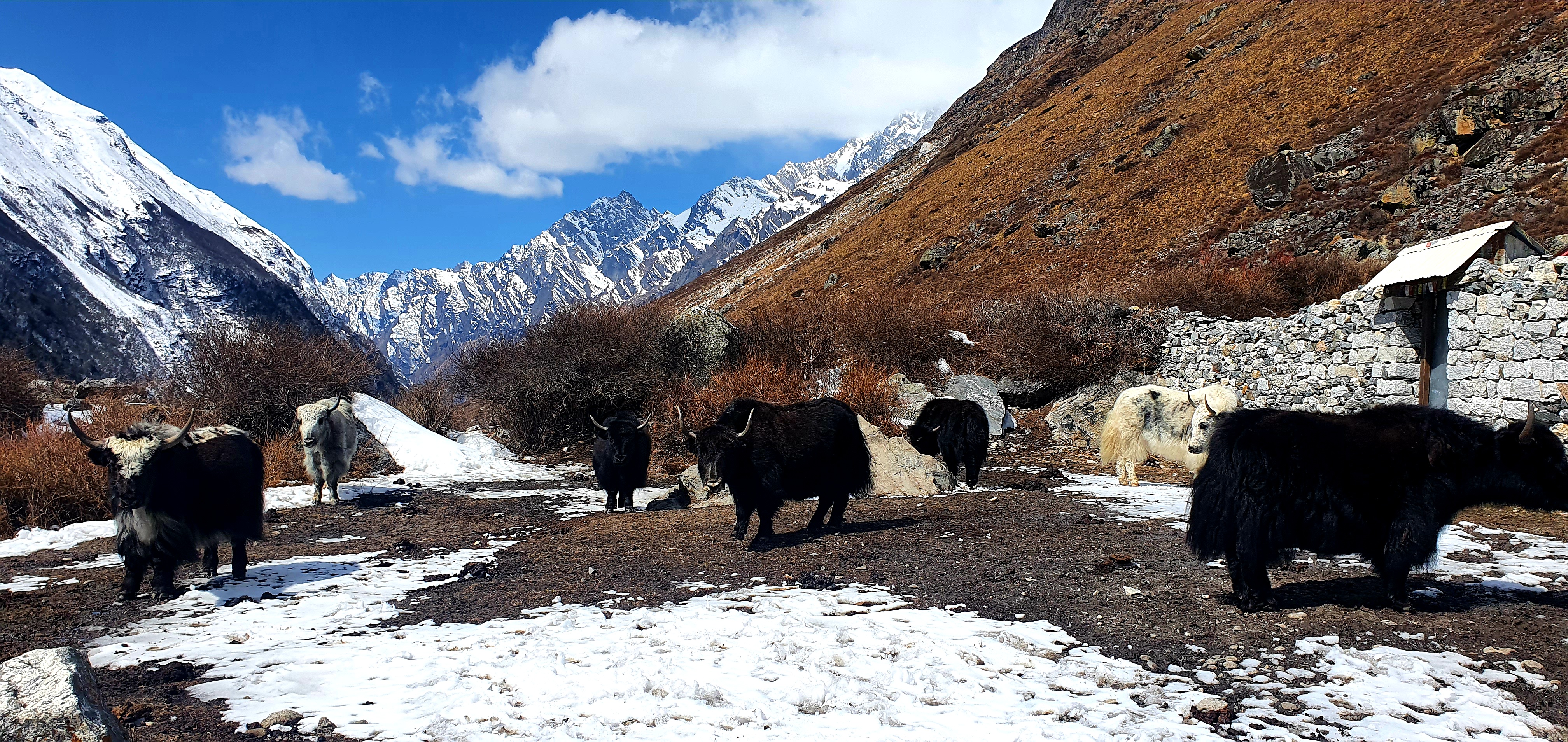 langtang-trekking