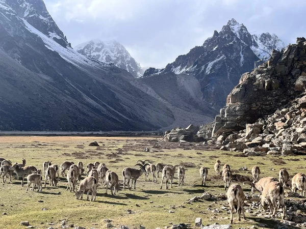  Anchenjunga North Base Camp 1