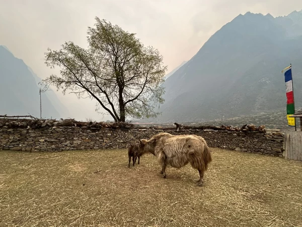  Hekampar Of Tsum Valley Trek 2