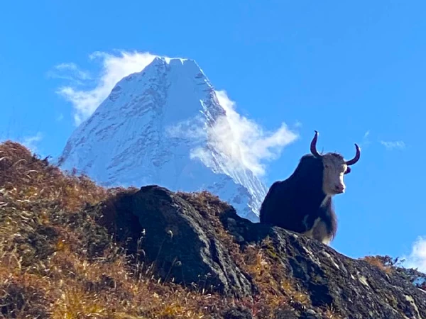 Amadablam Trekking