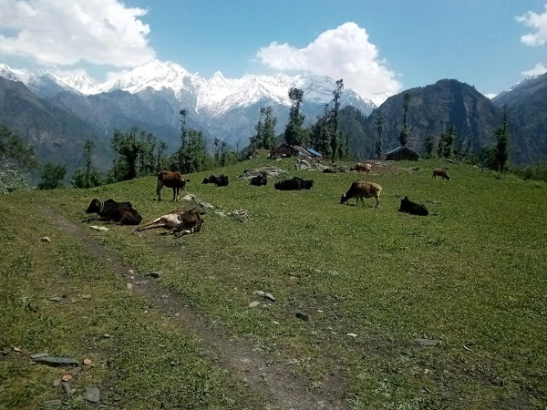 Api Himal Base Camp Trek
