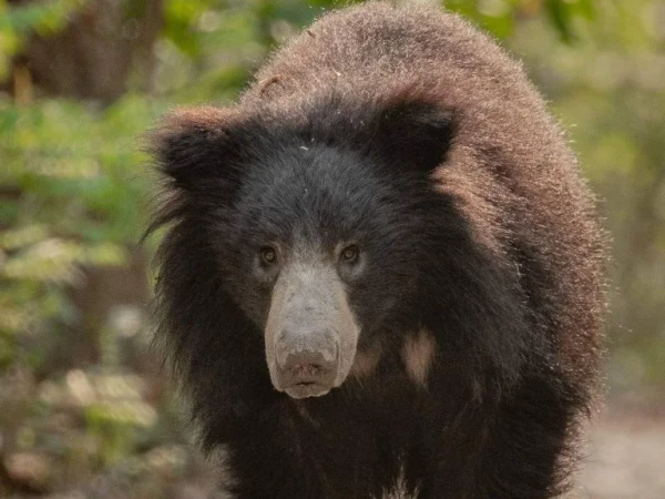Bear 1