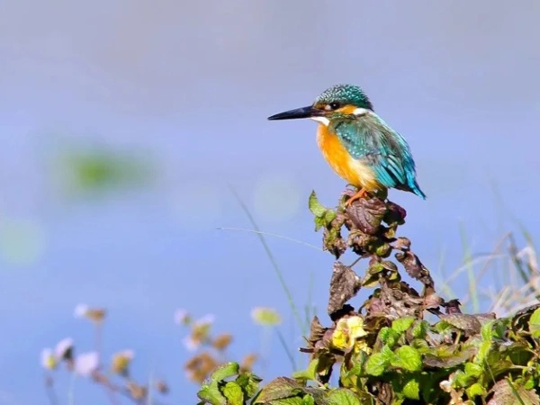 Bird Watching Tour In Chitwan 3