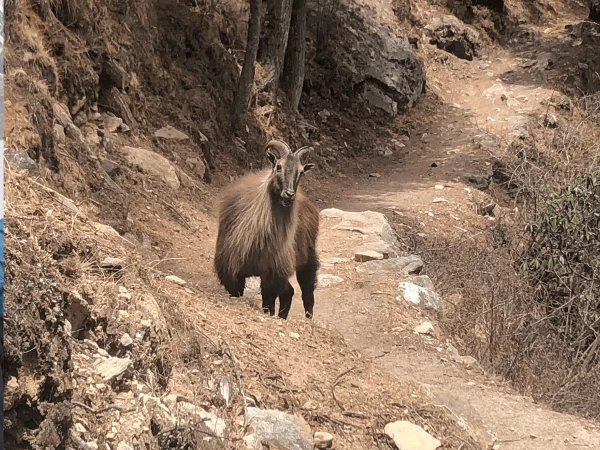 Blue Sheep In Tilicho 2
