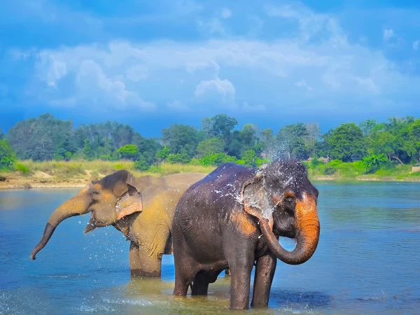 Chitwan Tour Nepal