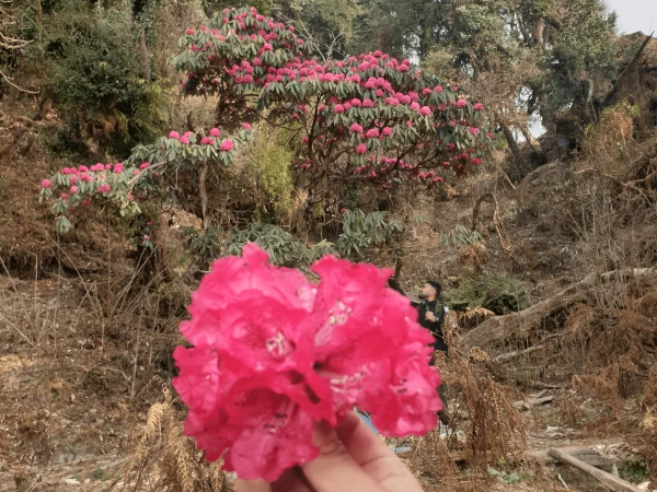 Flowers In Ardi Imal Trek