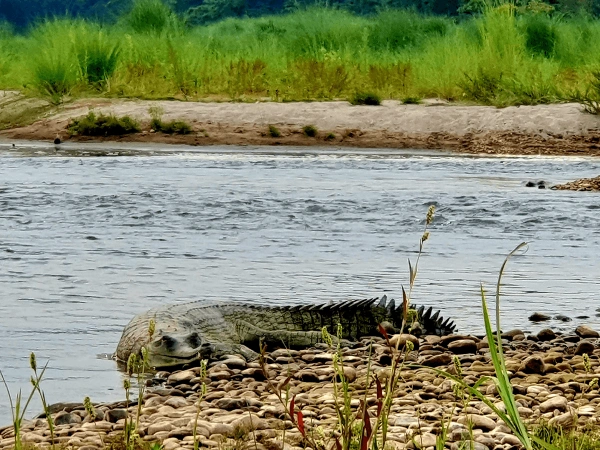 Gharial Crocodile 3
