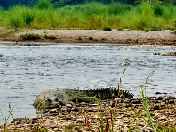 Gharial Crocodile