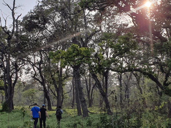 Jungle Walk 5