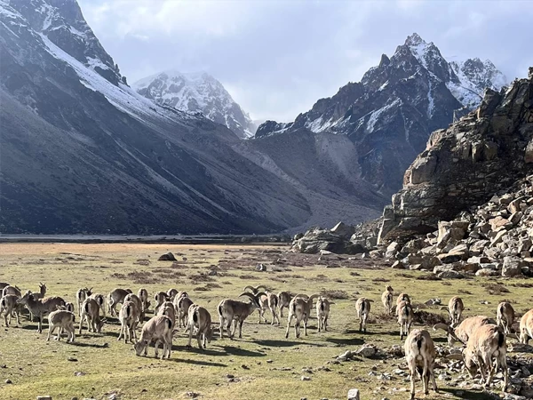 Kanchenjunga Circuit Trek