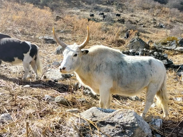 Lapchi Trekking In Nepal