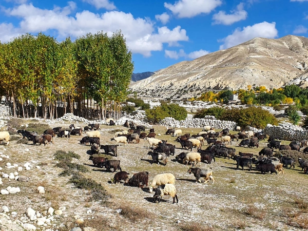Lo Manthang