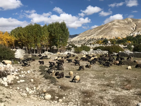 Mustang Trek