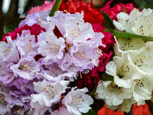National Flower Of Nepal