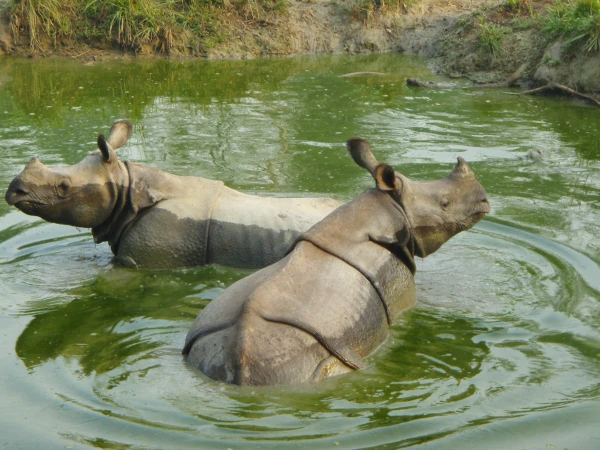 Rhino Jungle Safari In Chitwan 1