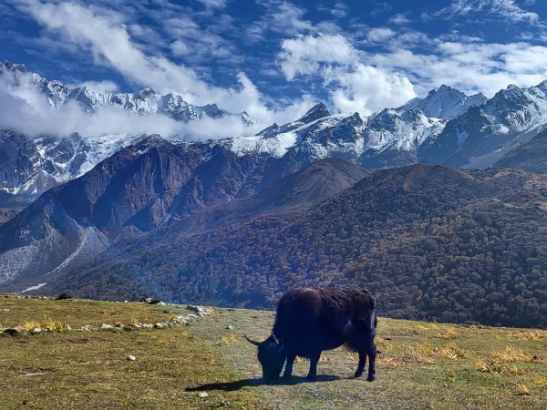 Yaks In Langtang Trek