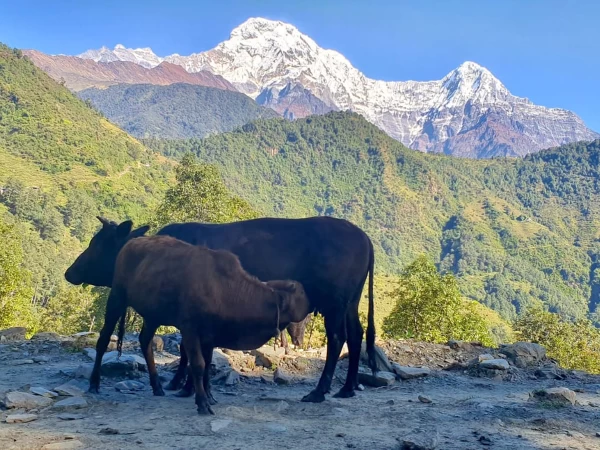 1.-ghandruk