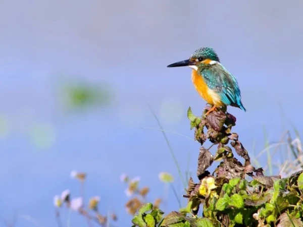 22.jpgbird
