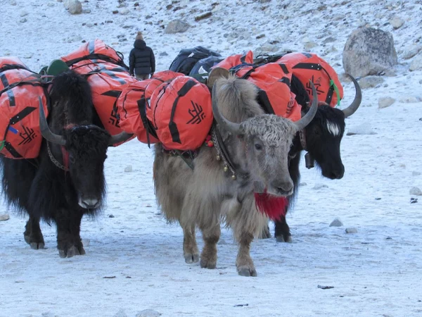 yaks-in-everest