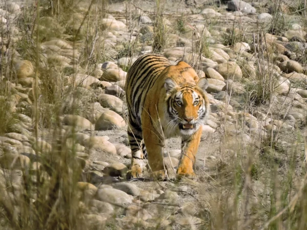 3 Nights and 4 Days Bardiya National Park Tour